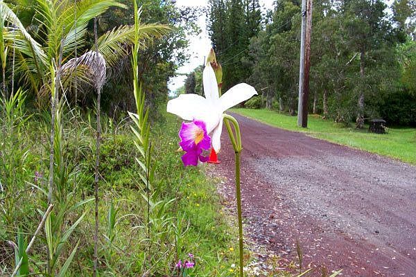 Beautiful Bamboo orchid blooming on lot 31.