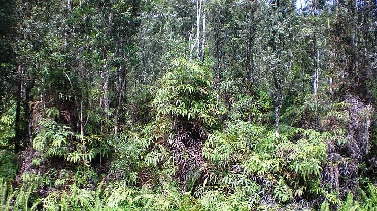 1st image of Uilani Dr Lot 25