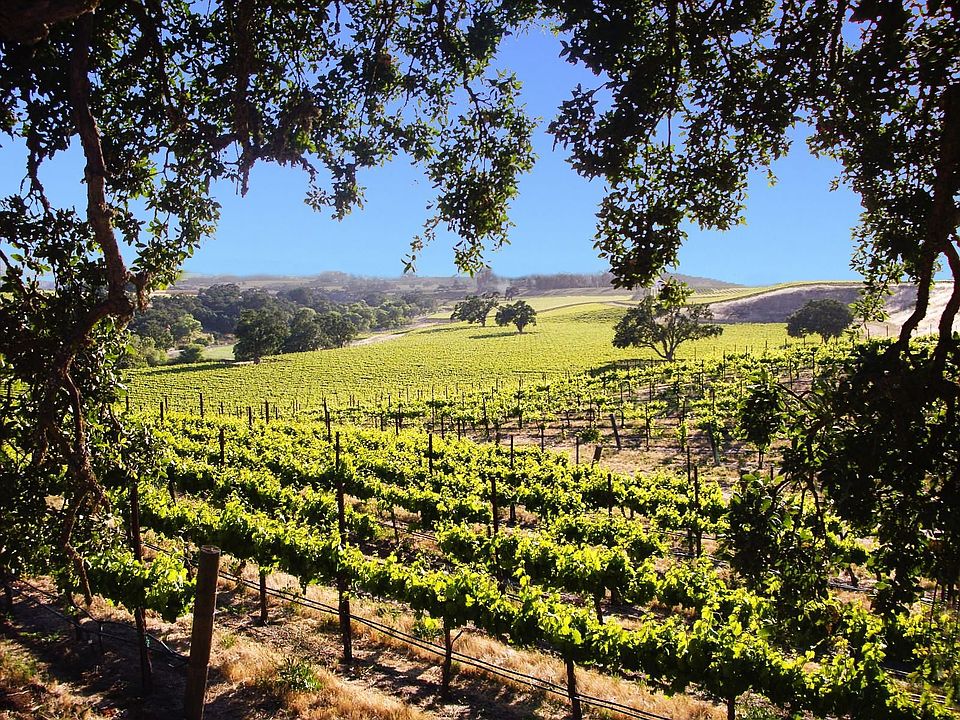 Paso Robles Vineyards