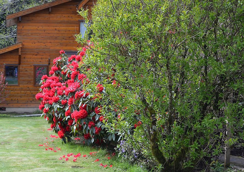 Rhododendron