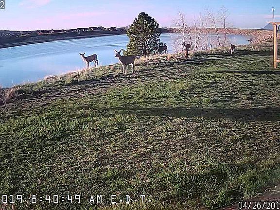 Woodmoor Lake with wildlife.