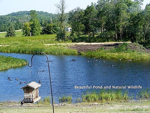 View of pond from house. 
