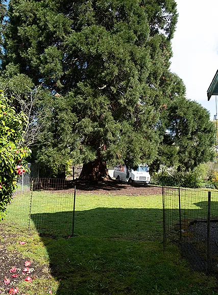 Side yard