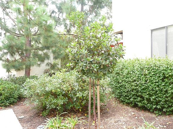 Lush Landscaping