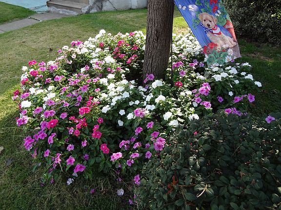 Front Flower Garden