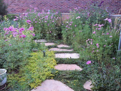 Wildflowers in Summer