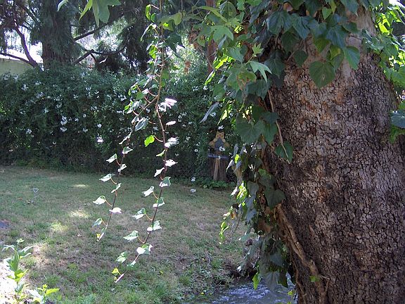 zanja creek in front yard.