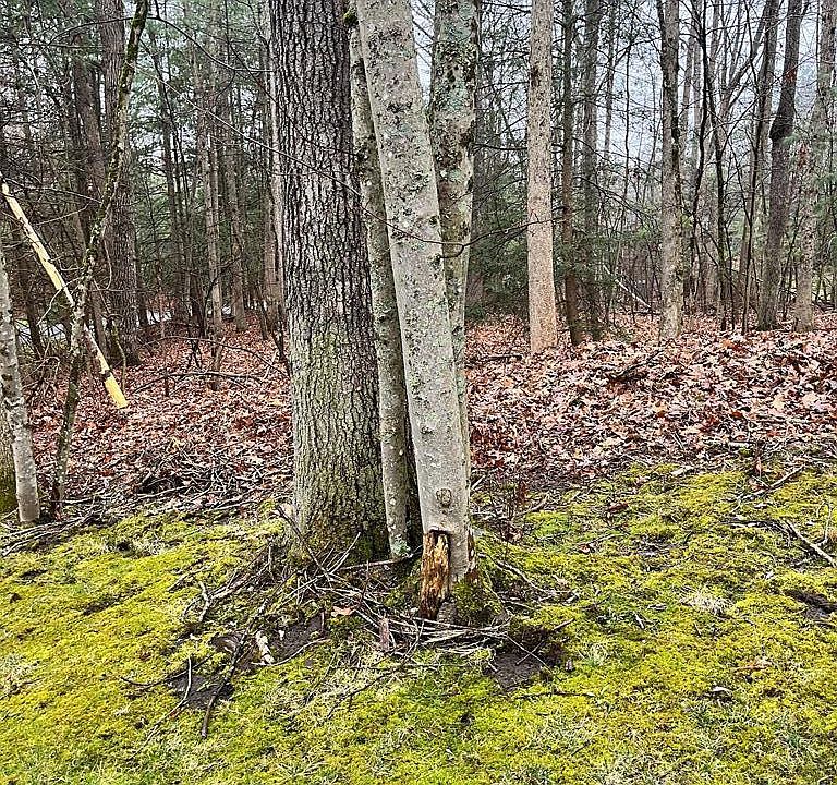 1st image of 215 Timber Ridge Dr