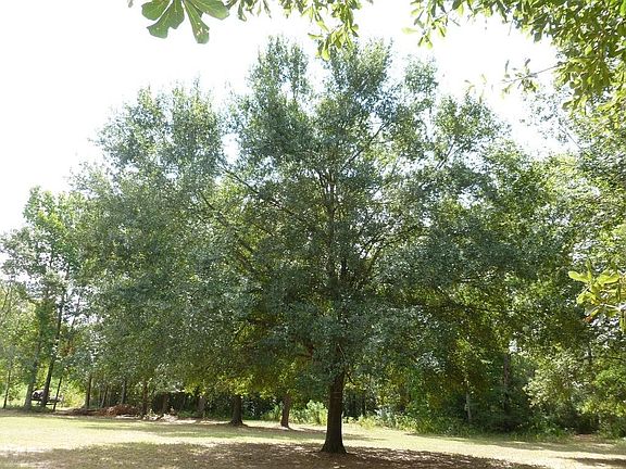 Beautiful picturesque oaks are abundant here...