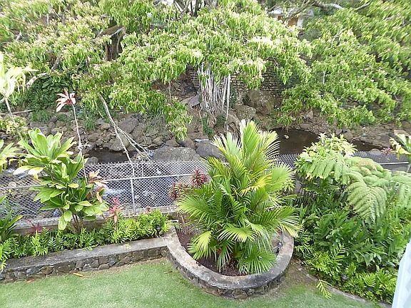 Back yard