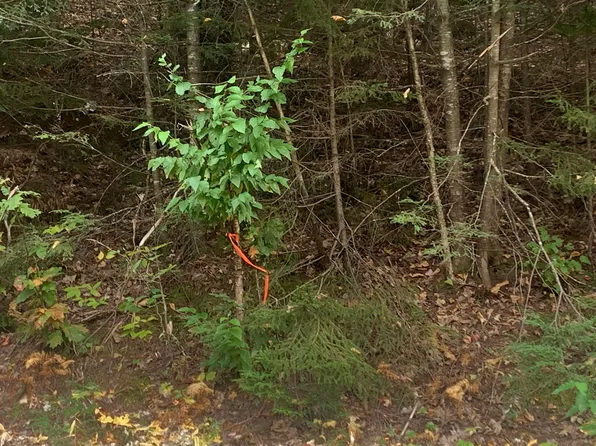 51818 Weetamo Trail, Campton, NH 03223