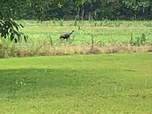 On porch watching a turkey