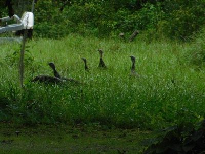(Undisclosed Address), Chiefland, FL, 32626