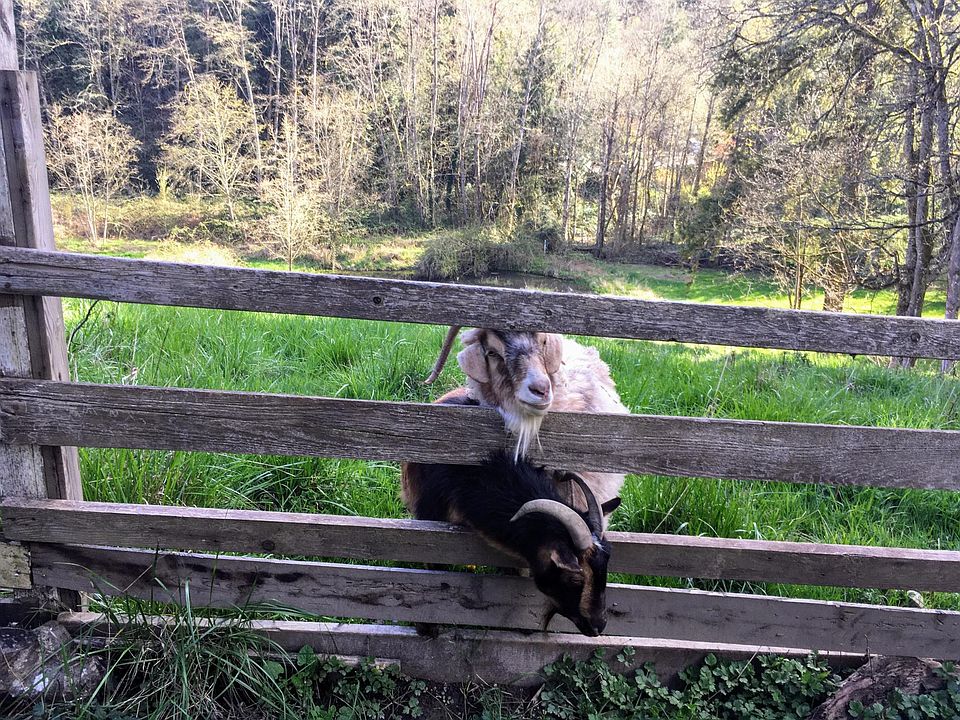 Goats!
