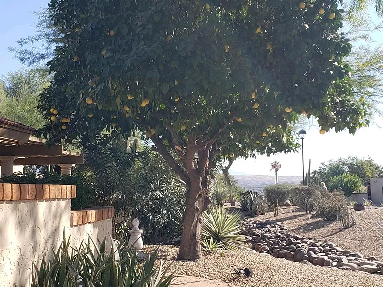 26430 N El Prado — Photo 15