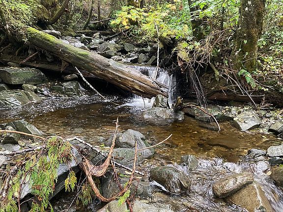 Creek side
