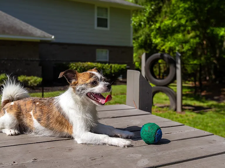 Bring your furry friend down to our off-leash dog park, complete with obstacle course.