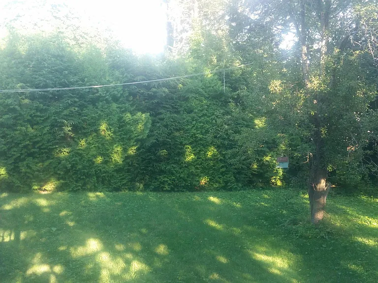 Private backyard, pear tree