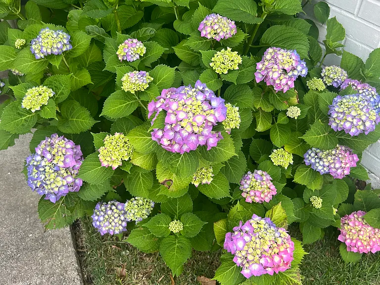 Plumtree Ln — Photo 3