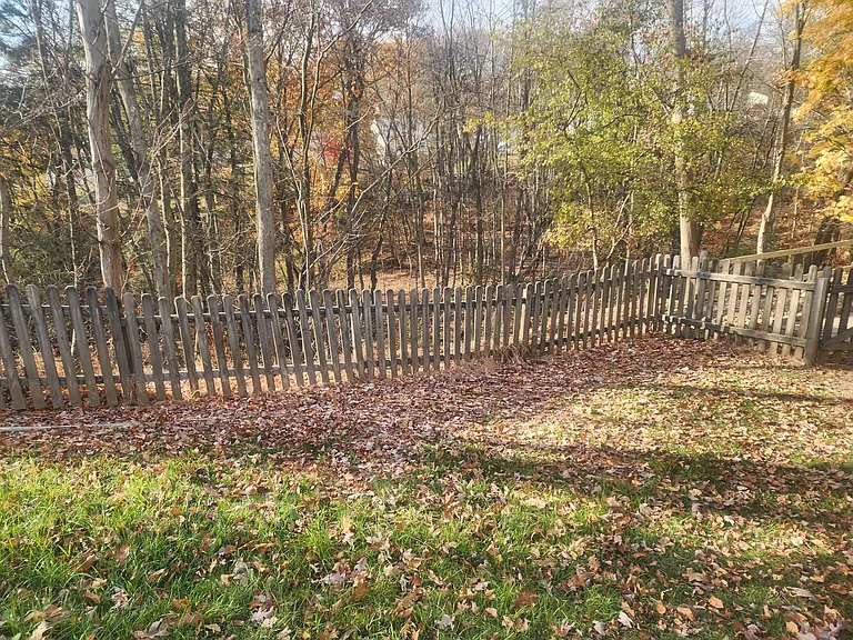 View to forest