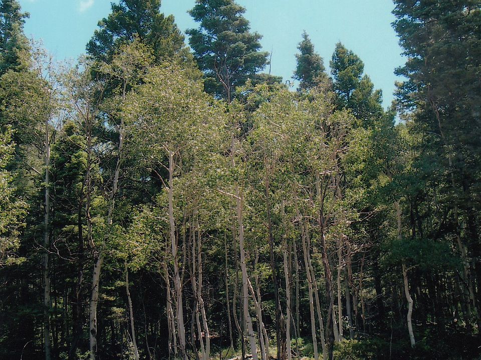 Aspen grove on Lot 82