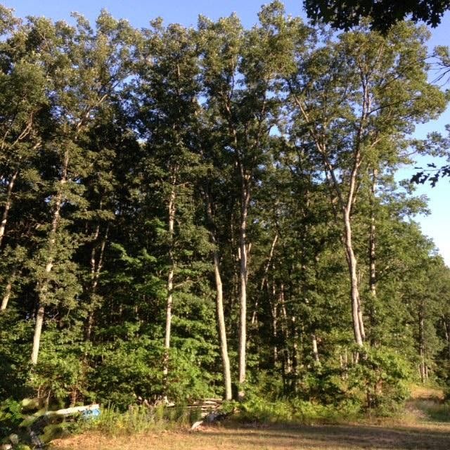 2nd image of 0 124th Ave