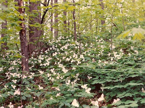 Spring - Full of Trillium