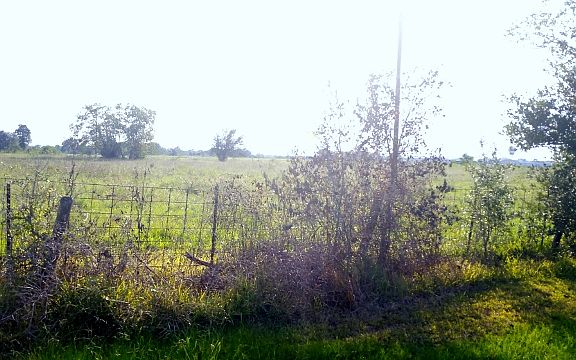 4+Acres West Friendswood
