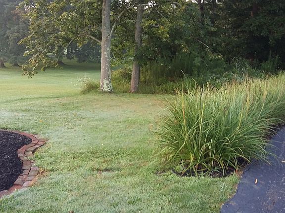RED HOT POKERS LEFT OF DR