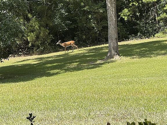 wildlife in the yard!