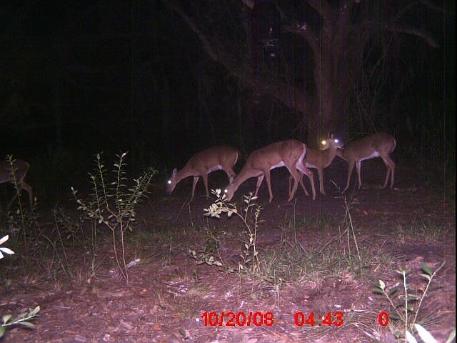 1st image of 775 Ark Dr