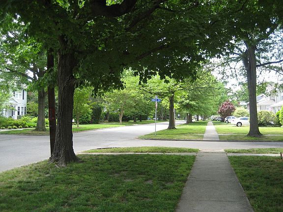 Bolling Ave Front yard