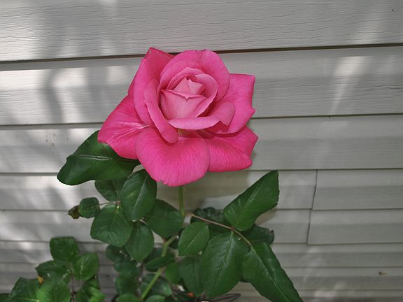 Roses out front