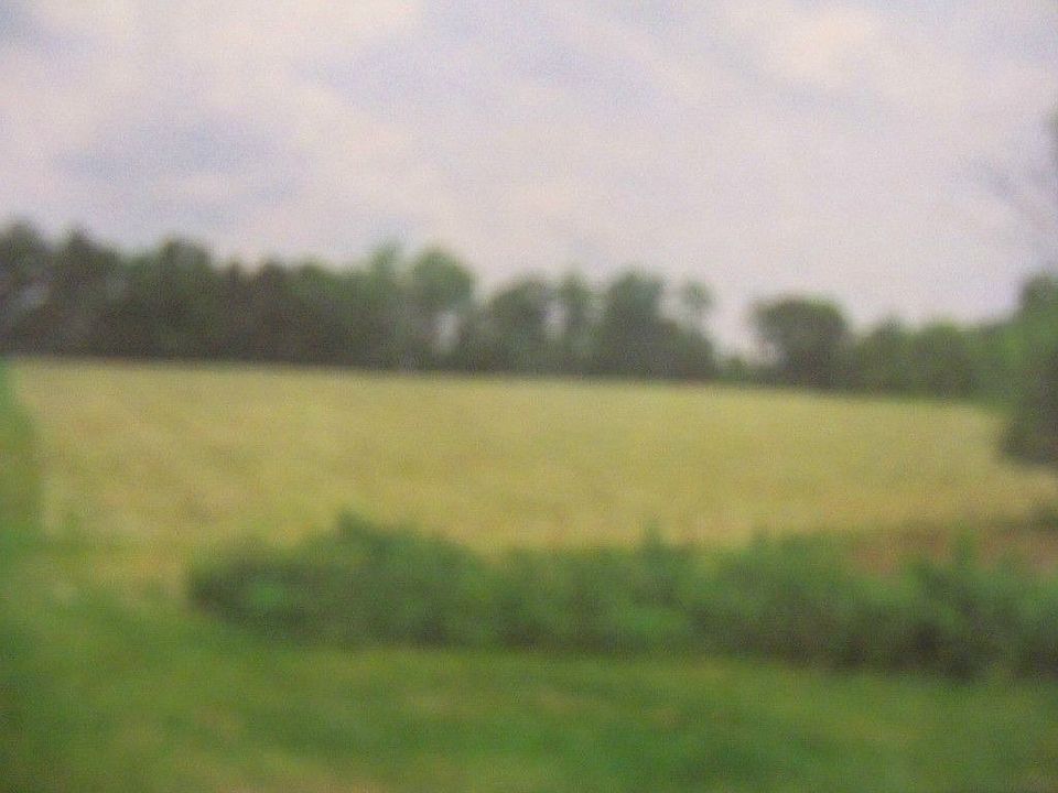 Behind Tree Line View