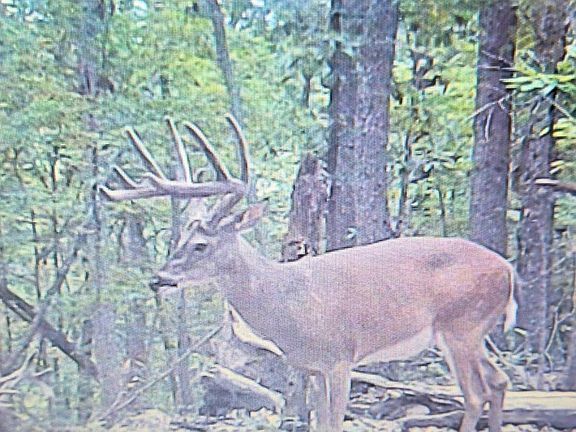 8th image of 0 Hollis Creek Rd S