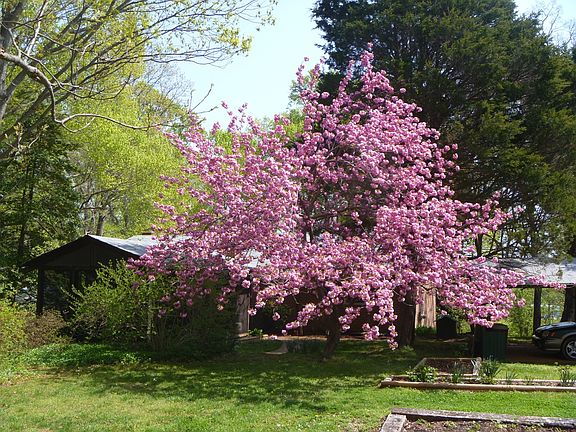 Lots of flowering trees