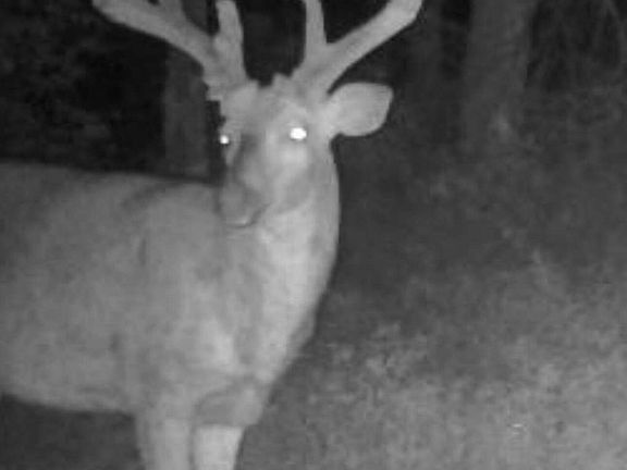 5th image of LOT 1 Patton Hill Rd