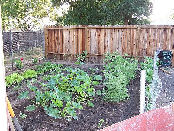 Garden area & fruit trees
