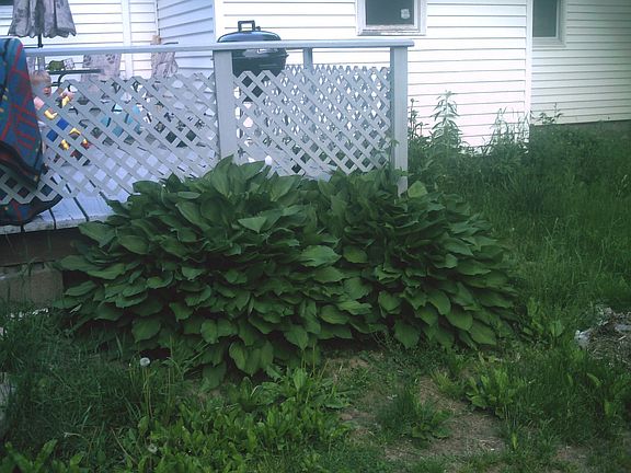 Beautiful Hostas in back
