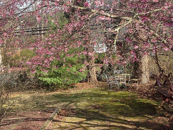 Backyard / flowering tree