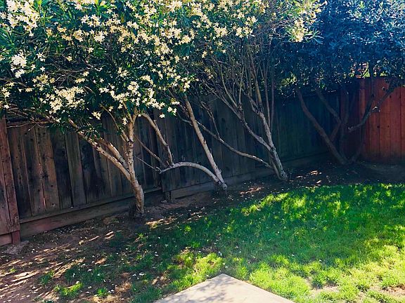 Backyard with flowering trees