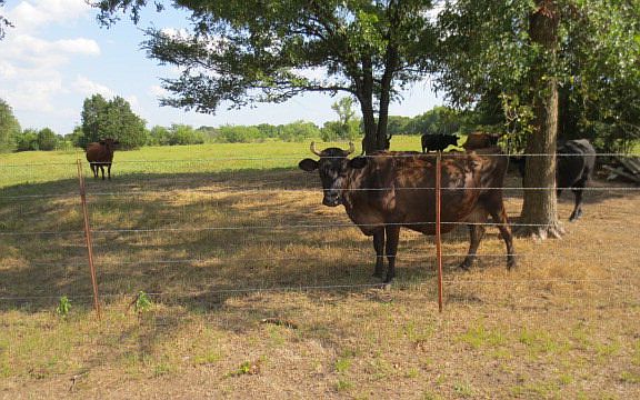 3rd image of 10921 Fm Road 3396