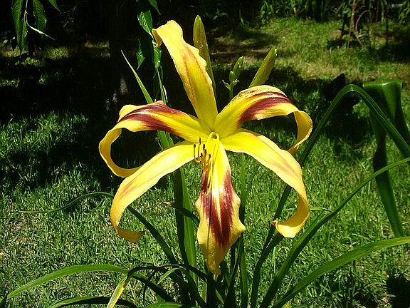 Plant Example in Garden