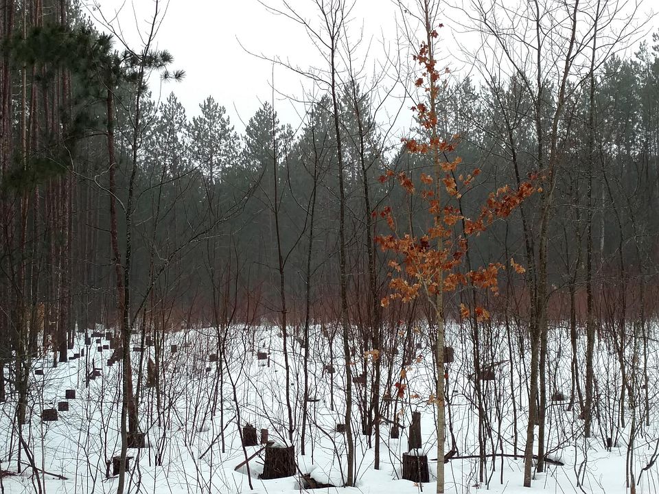 2nd image of Pinecrest Dr