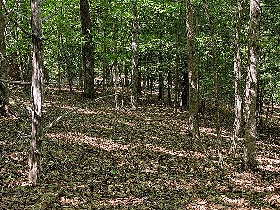 3rd image of LOTS 5 & 6 Beech Mtn