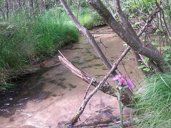 4th image of 2.35 Acres Silver Creek Rod