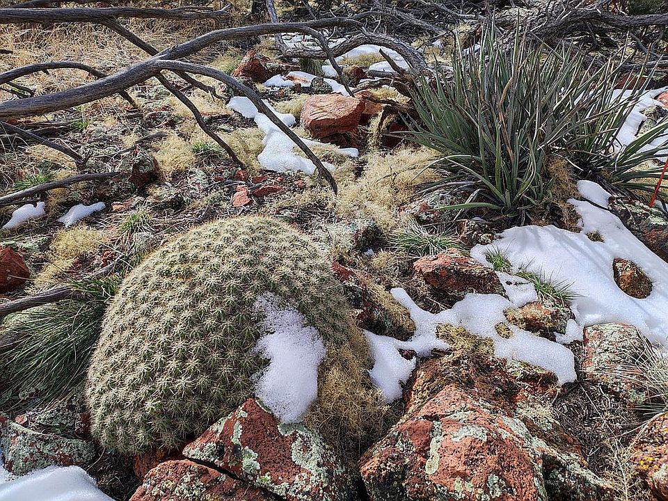 High Desert January