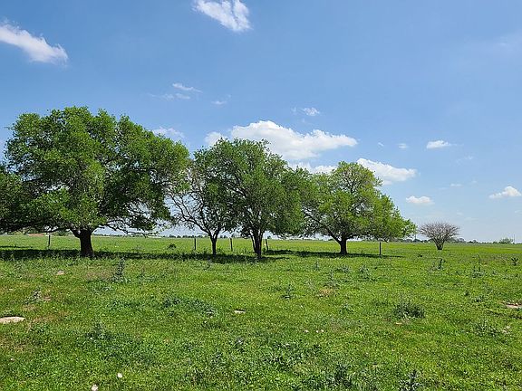 Oaks in front of your cabin.