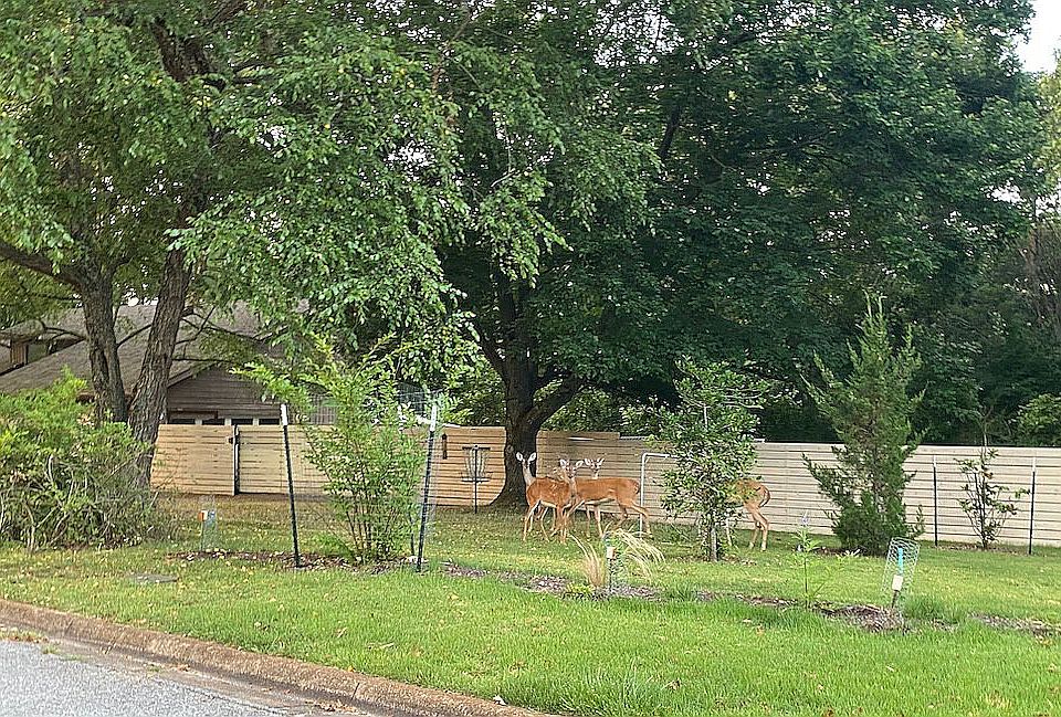 Deer enjoying natural garden