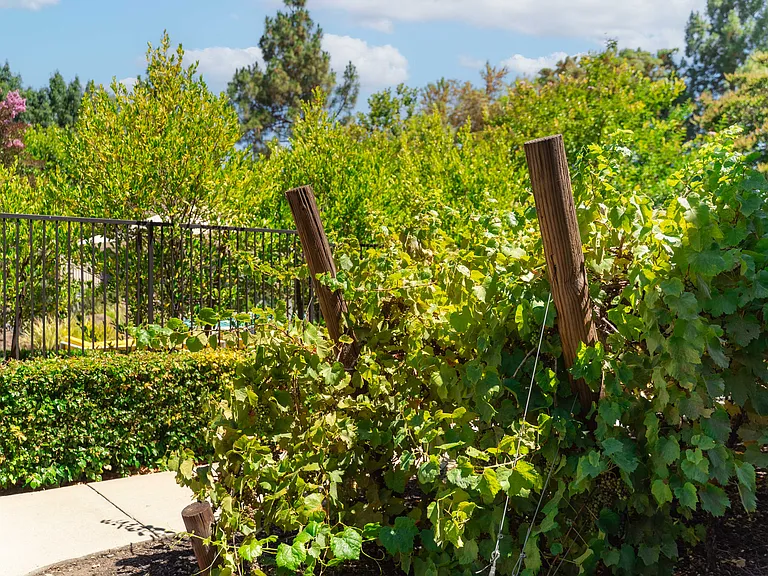Chardonnay Gardens — Photo 19